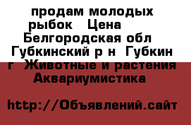 продам молодых рыбок › Цена ­ 10 - Белгородская обл., Губкинский р-н, Губкин г. Животные и растения » Аквариумистика   